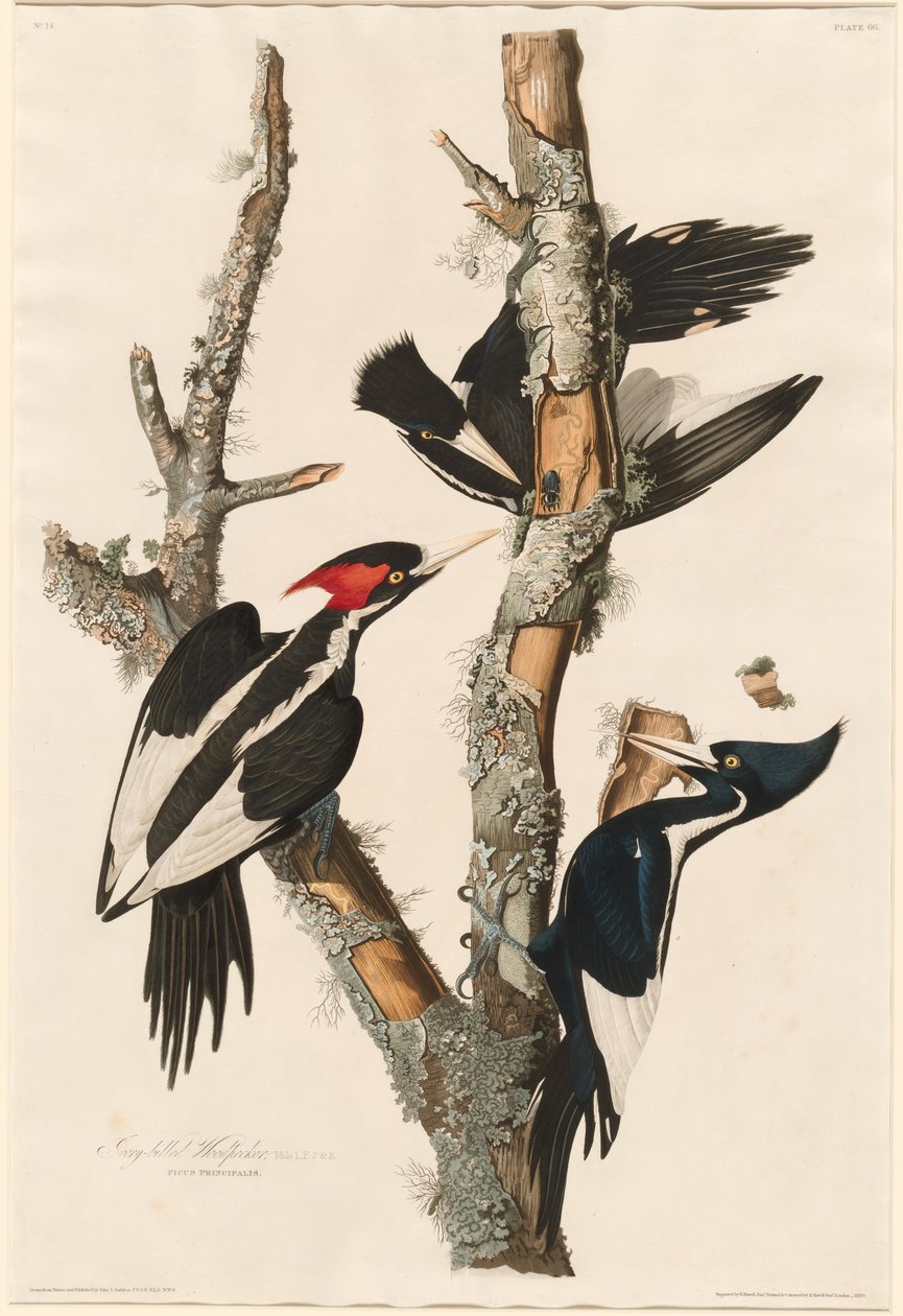 Elfenbeinspecht, 1829 von Robert Havell