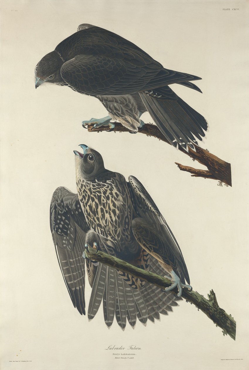 Labradorfalke, 1834 von Robert Havell