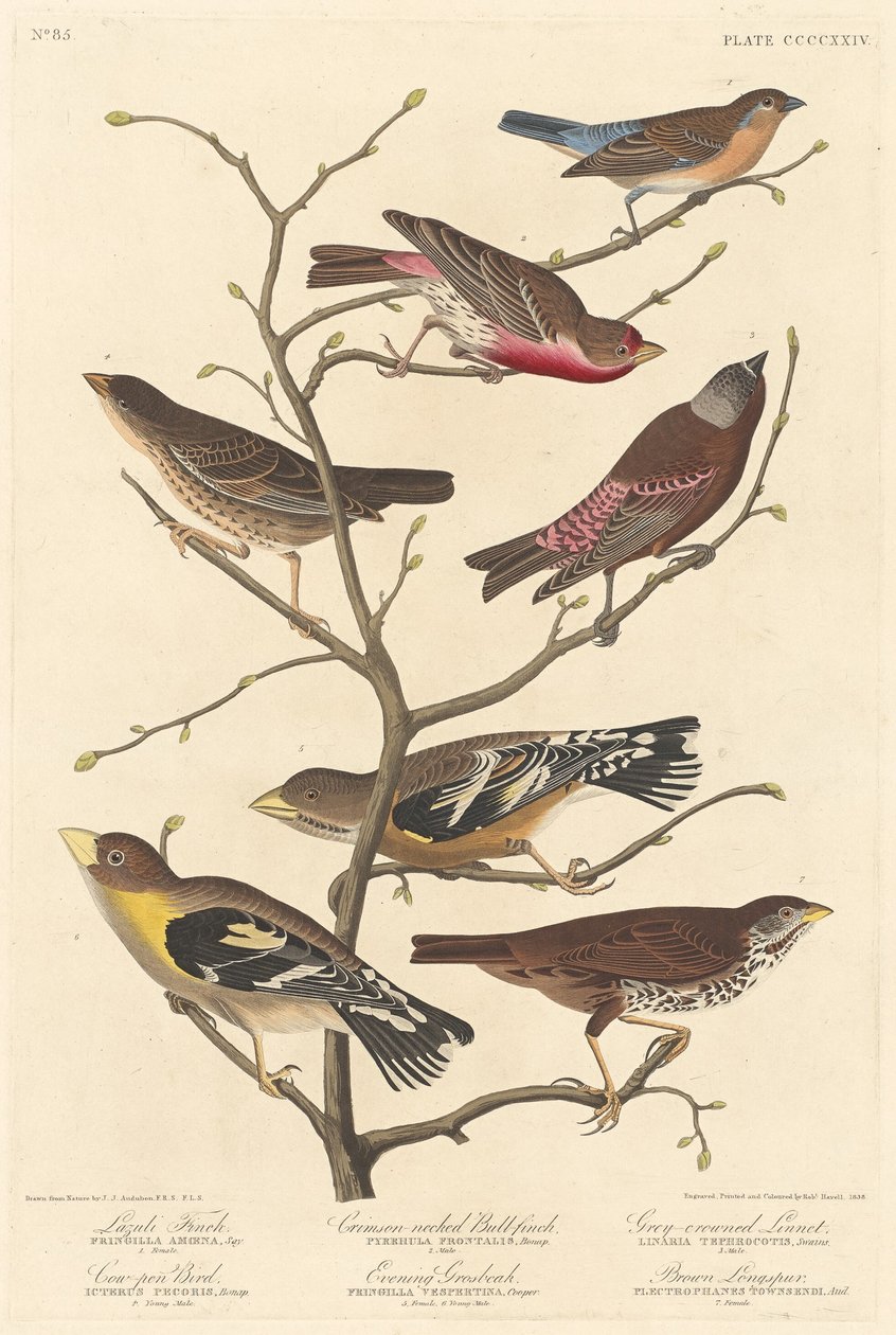 Lazulifink, 1838 von Robert Havell