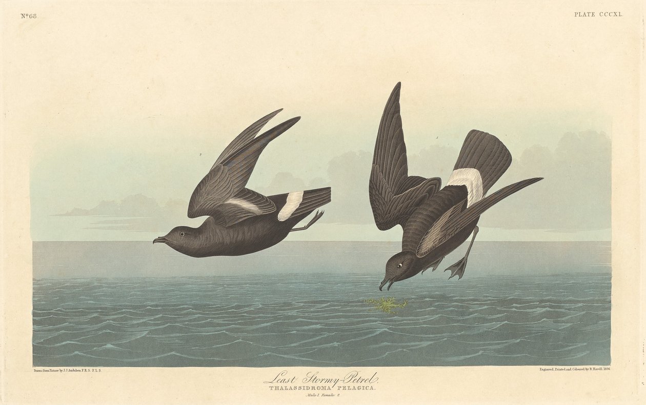 Kleinster Sturmtaucher, 1836 von Robert Havell