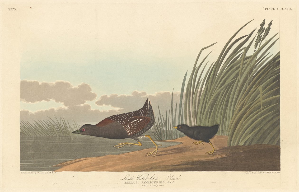 Kleinstes Sumpfhuhn, 1836 von Robert Havell