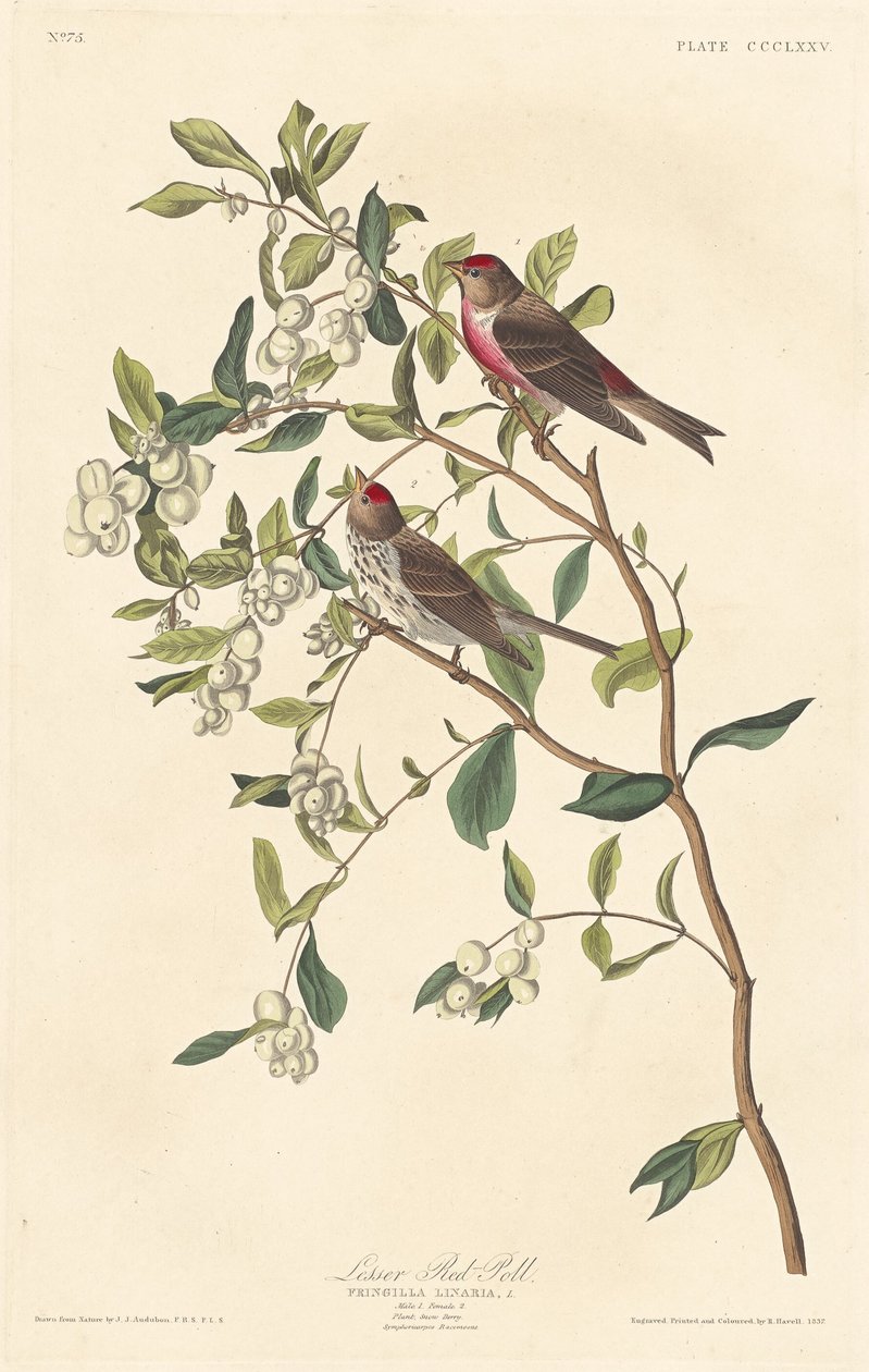 Kleiner Birkenzeisig, 1837 von Robert Havell