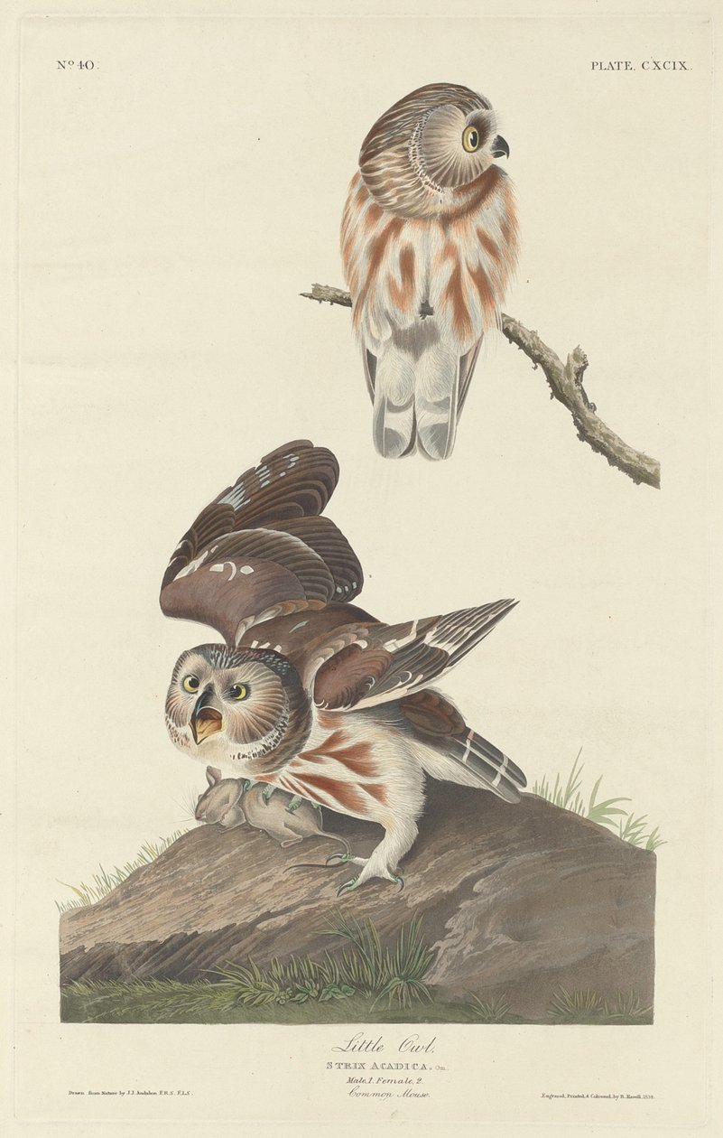 Steinkauz, 1834 von Robert Havell