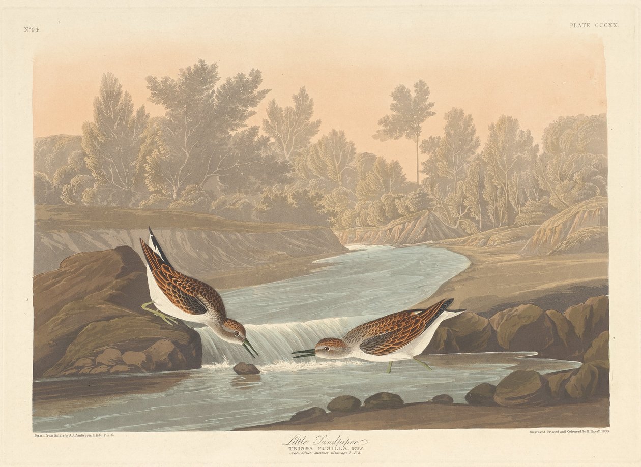 Kleiner Strandläufer, 1836 von Robert Havell