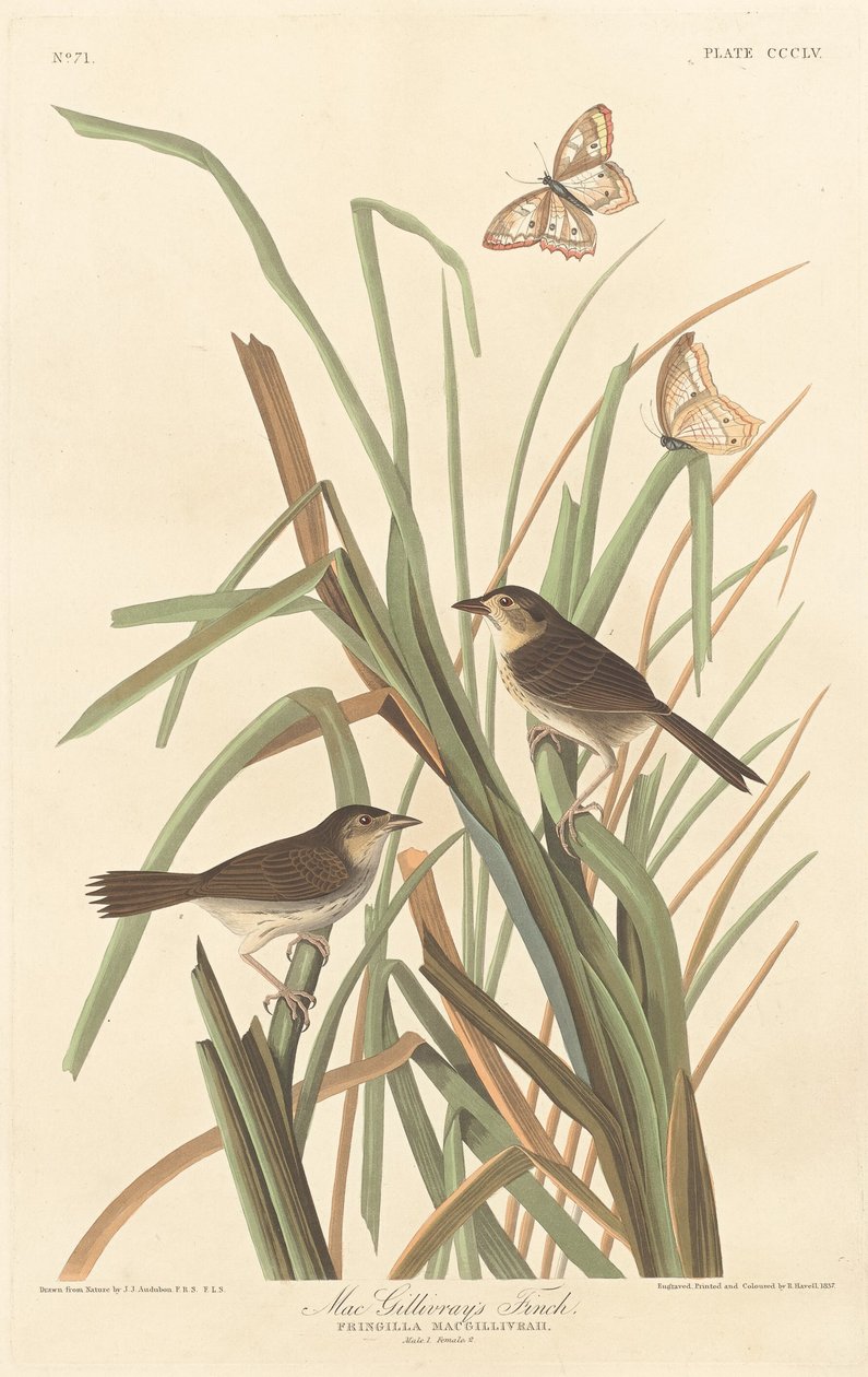 MacGillivrays Fink von Robert Havell