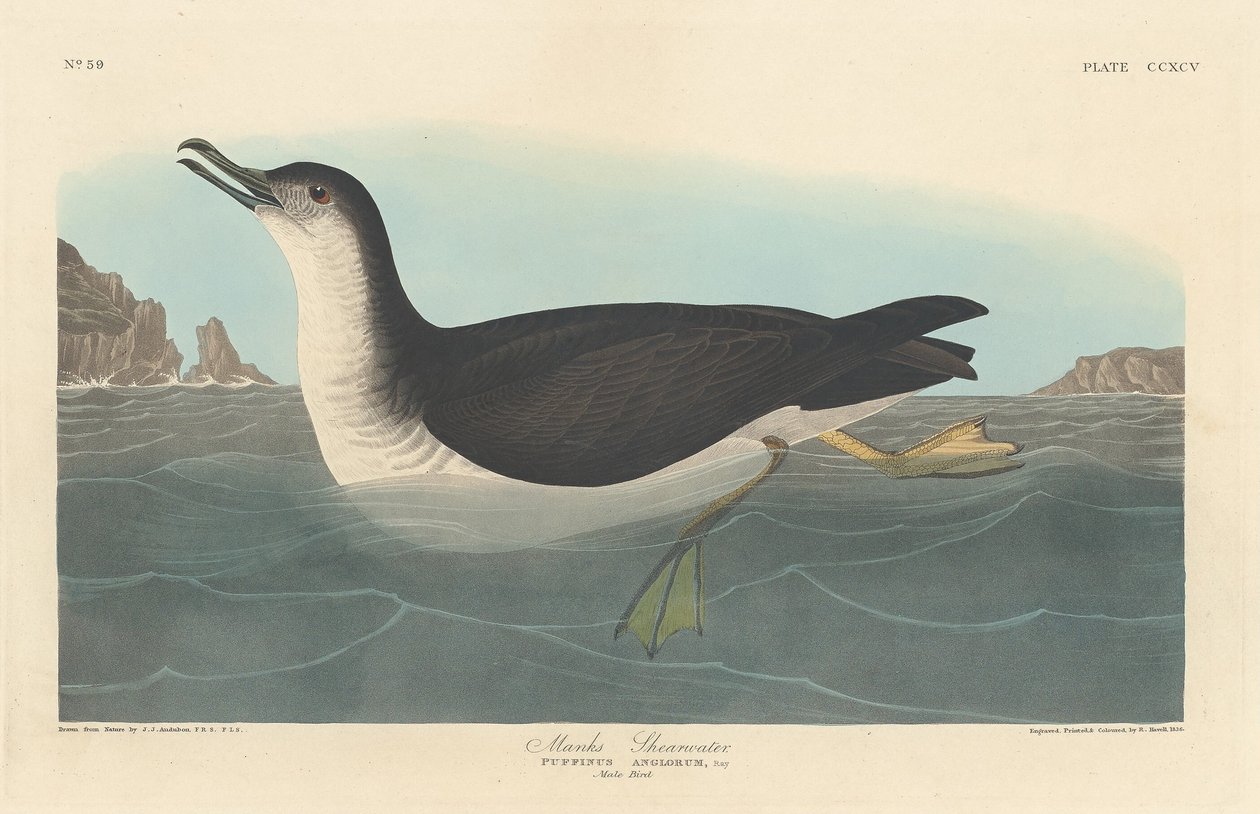 Manks-Sturmtaucher, 1836 von Robert Havell