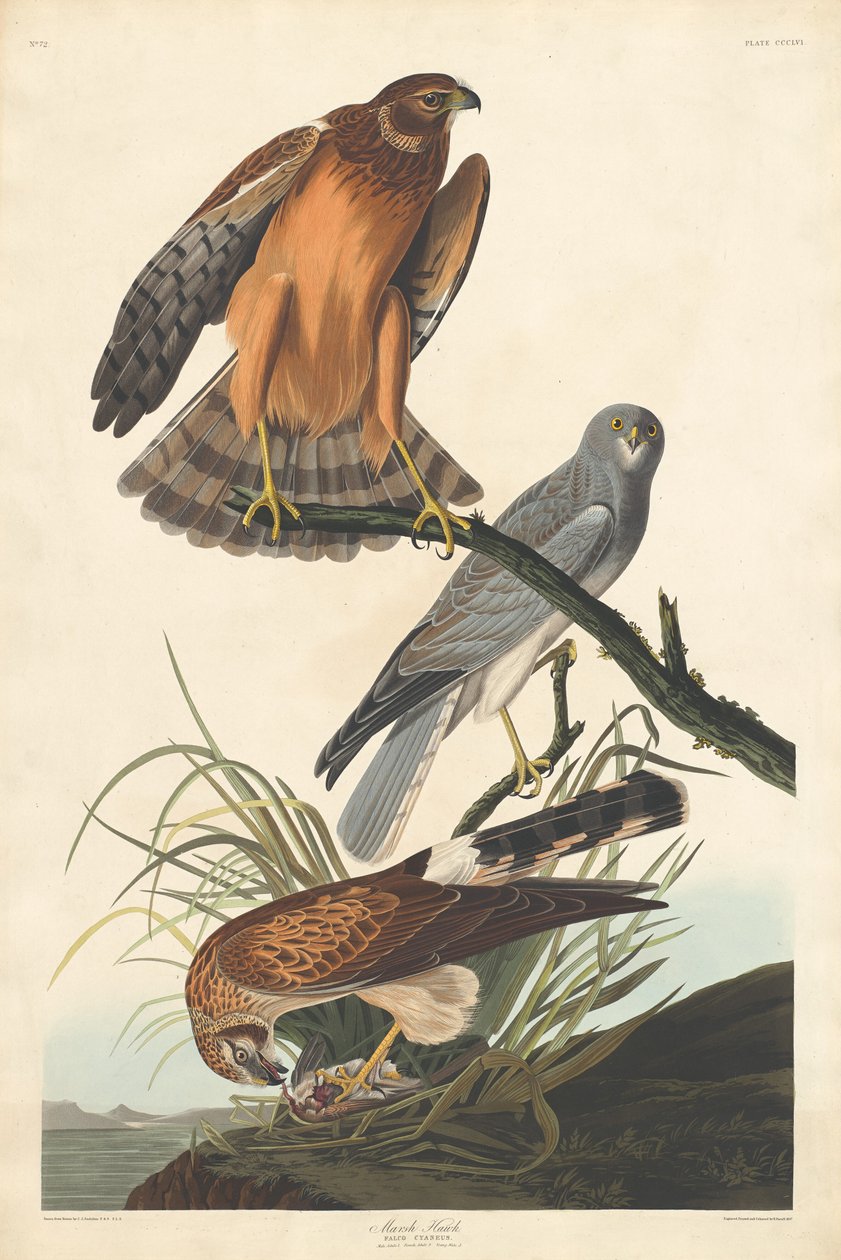 Sumpffalke, 1837 von Robert Havell
