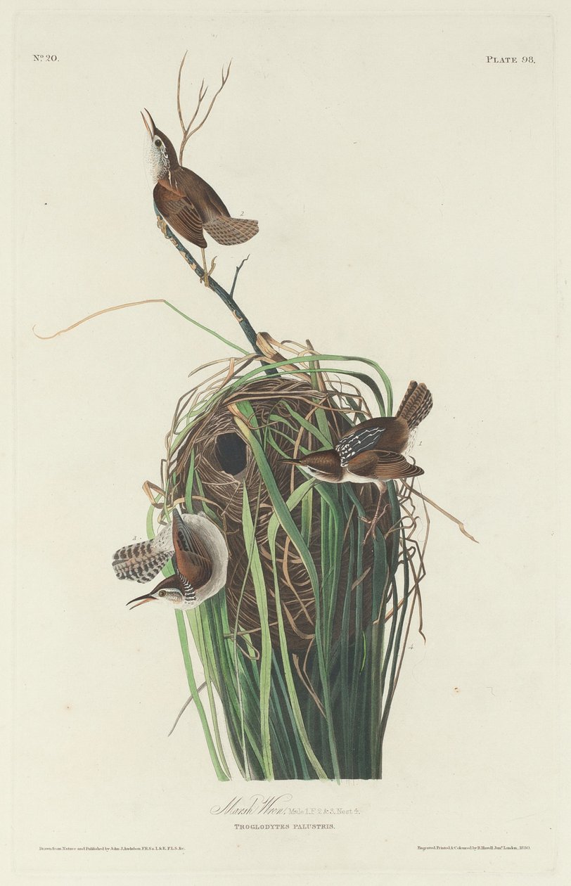 Sumpfzaunkönig, 1830 von Robert Havell