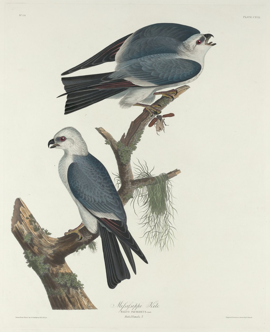 Mississippi-Weihe, 1831 von Robert Havell