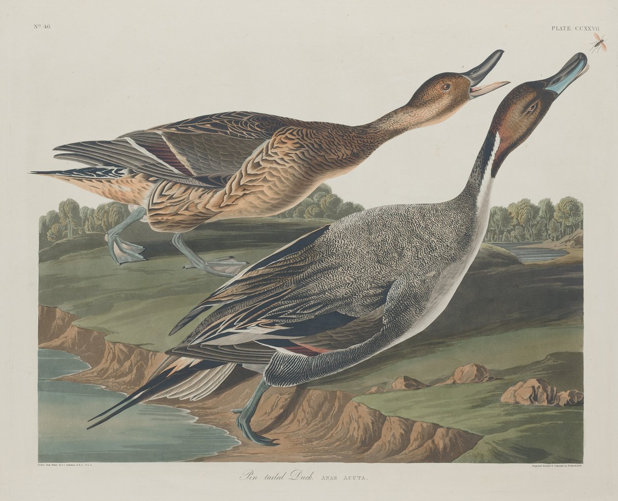 Spießente, 1834 von Robert Havell