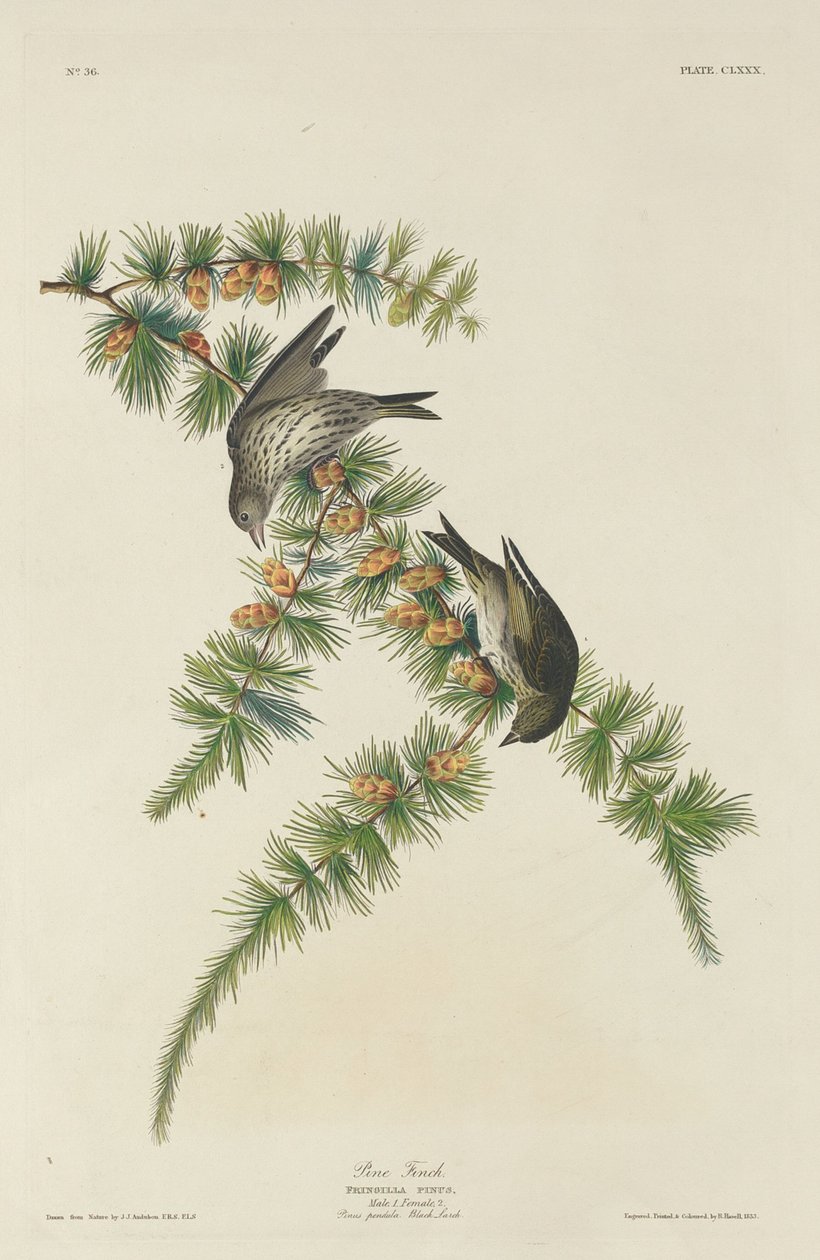 Kiefernfink, 1833 von Robert Havell