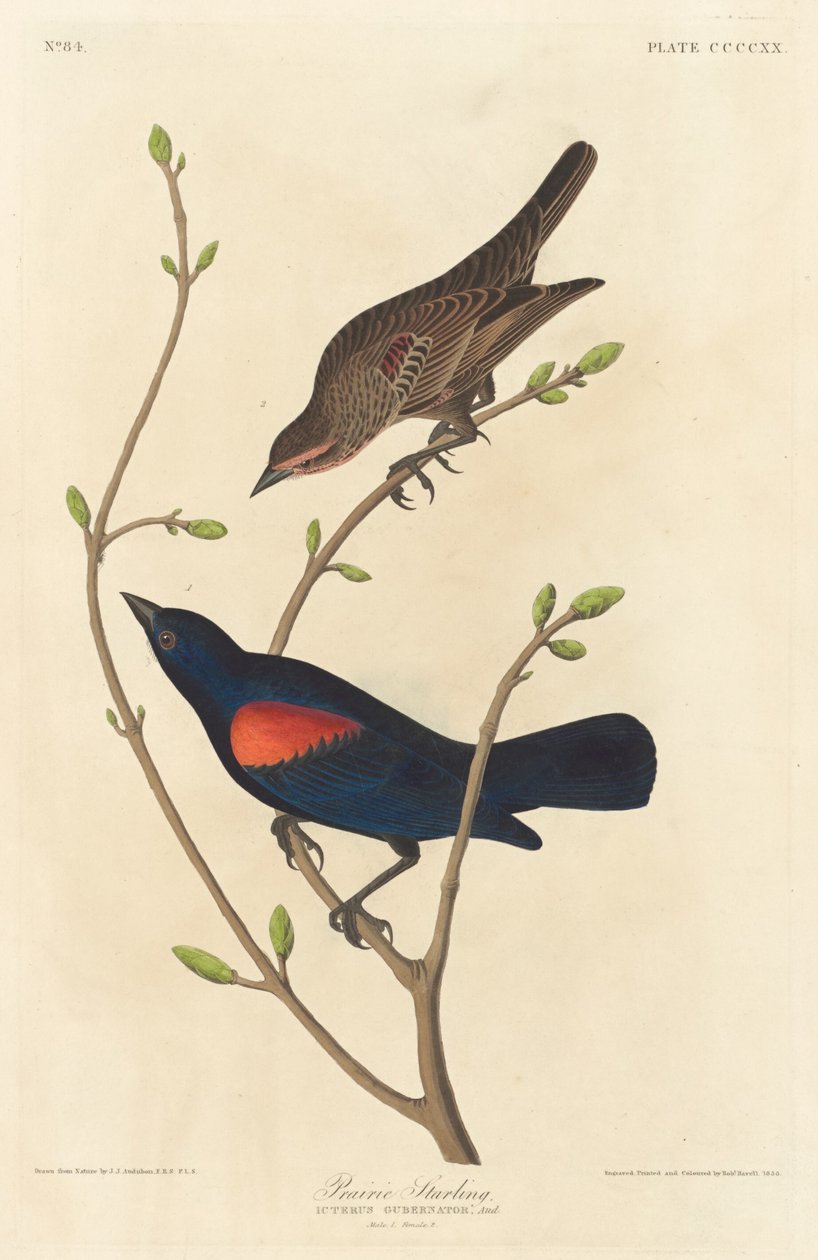 Prärie-Star, 1838 von Robert Havell
