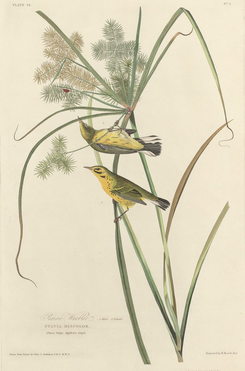 Präriewaldsänger, 1827 von Robert Havell