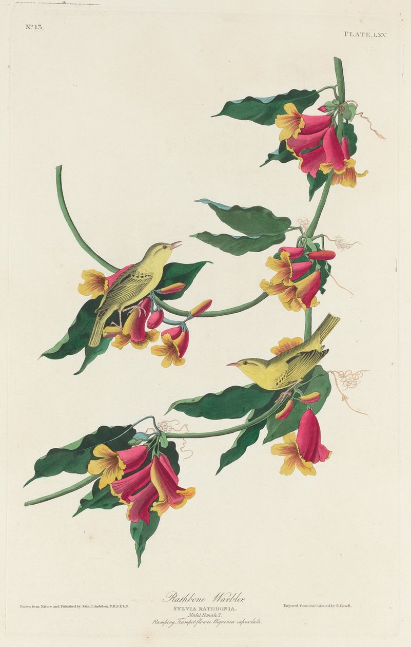 Rathbone-Waldsänger, 1829 von Robert Havell