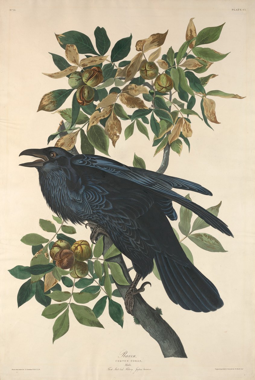 Rabe, 1831 von Robert Havell