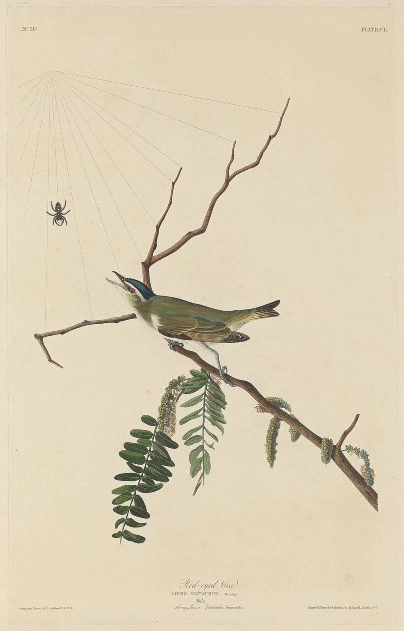 Rotaugenvireo, 1832 von Robert Havell