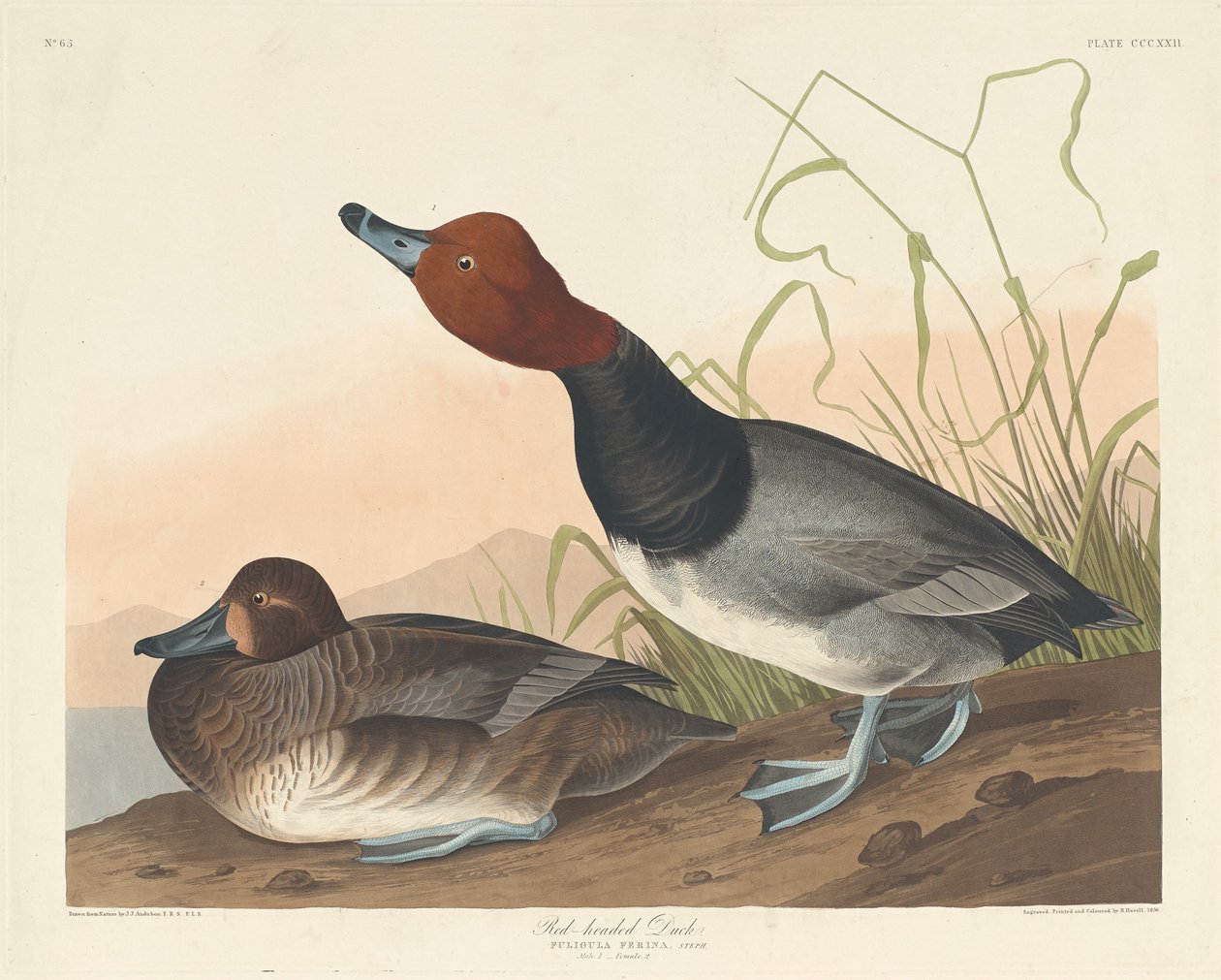 Rotkopfente, 1836 von Robert Havell