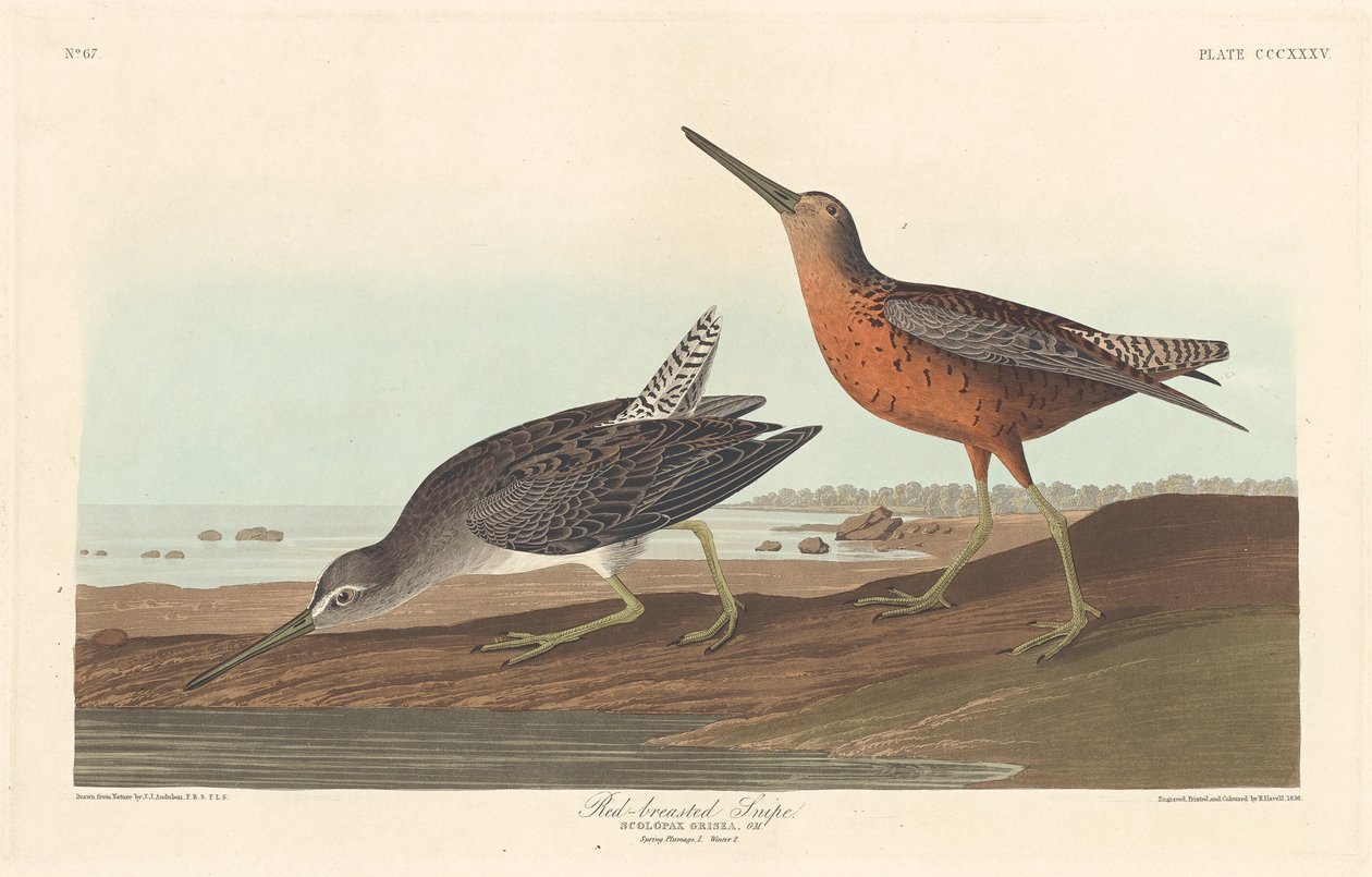 Rotschenkel, 1836 von Robert Havell