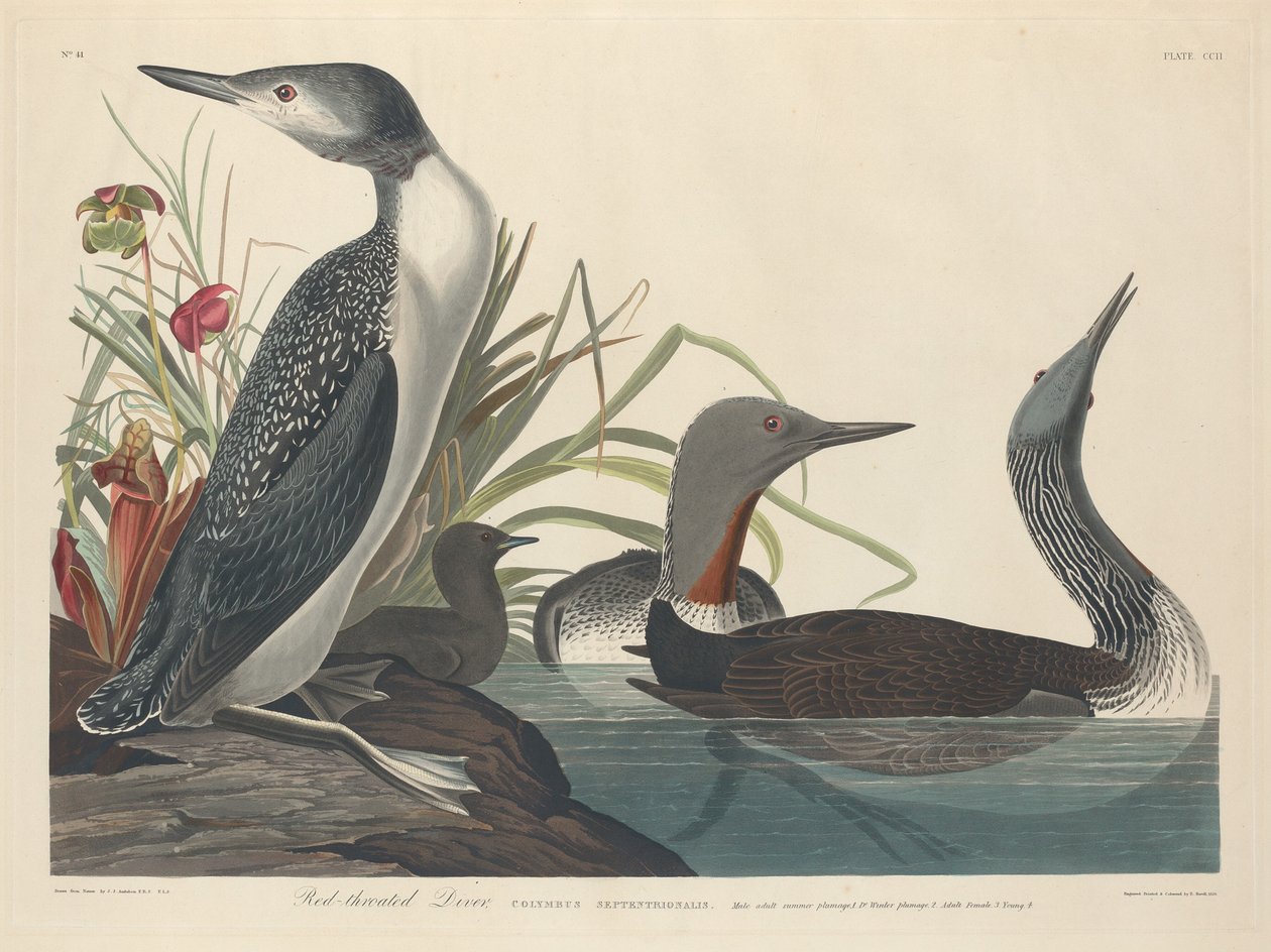 Sterntaucher, 1834 von Robert Havell