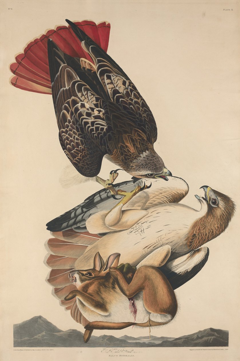Rotschwanzbussard von Robert Havell