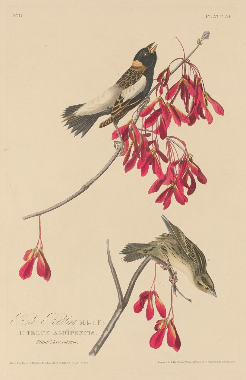 Reisammer, 1829 von Robert Havell