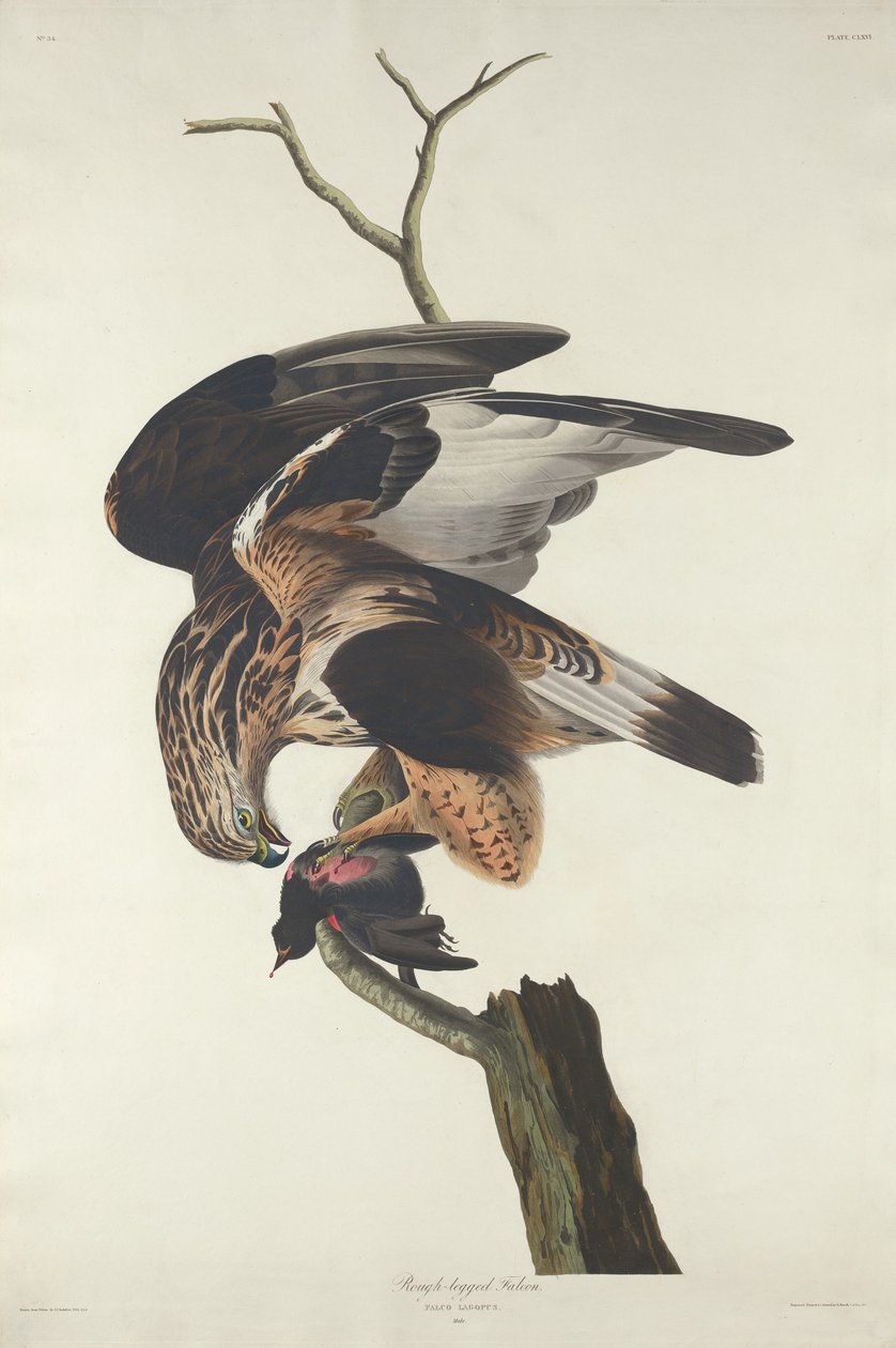 Raufußbussard, 1833 von Robert Havell