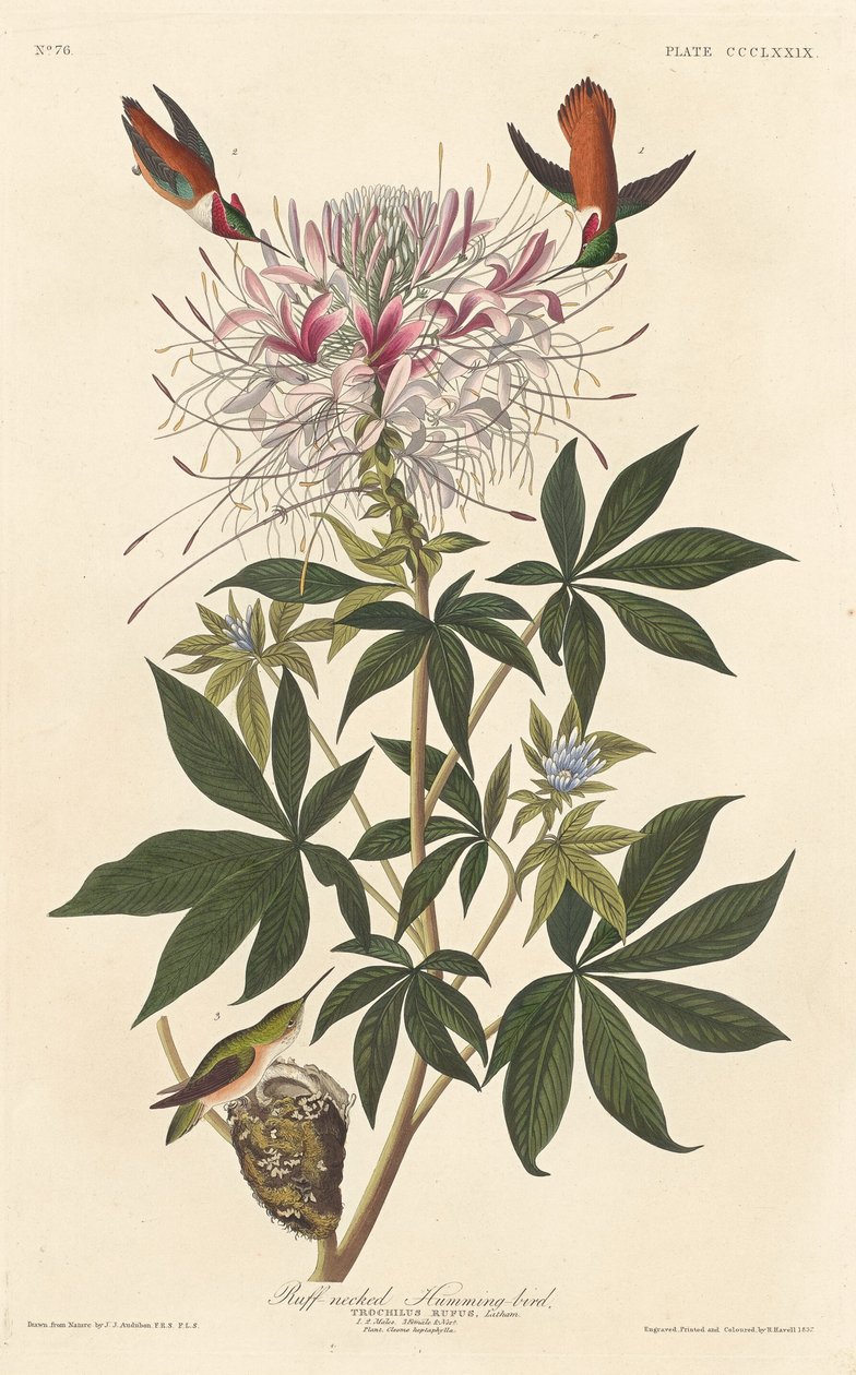 Ruffhals-Kolibri von Robert Havell