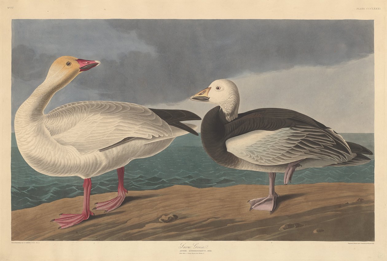 Schneegans, 1837 von Robert Havell