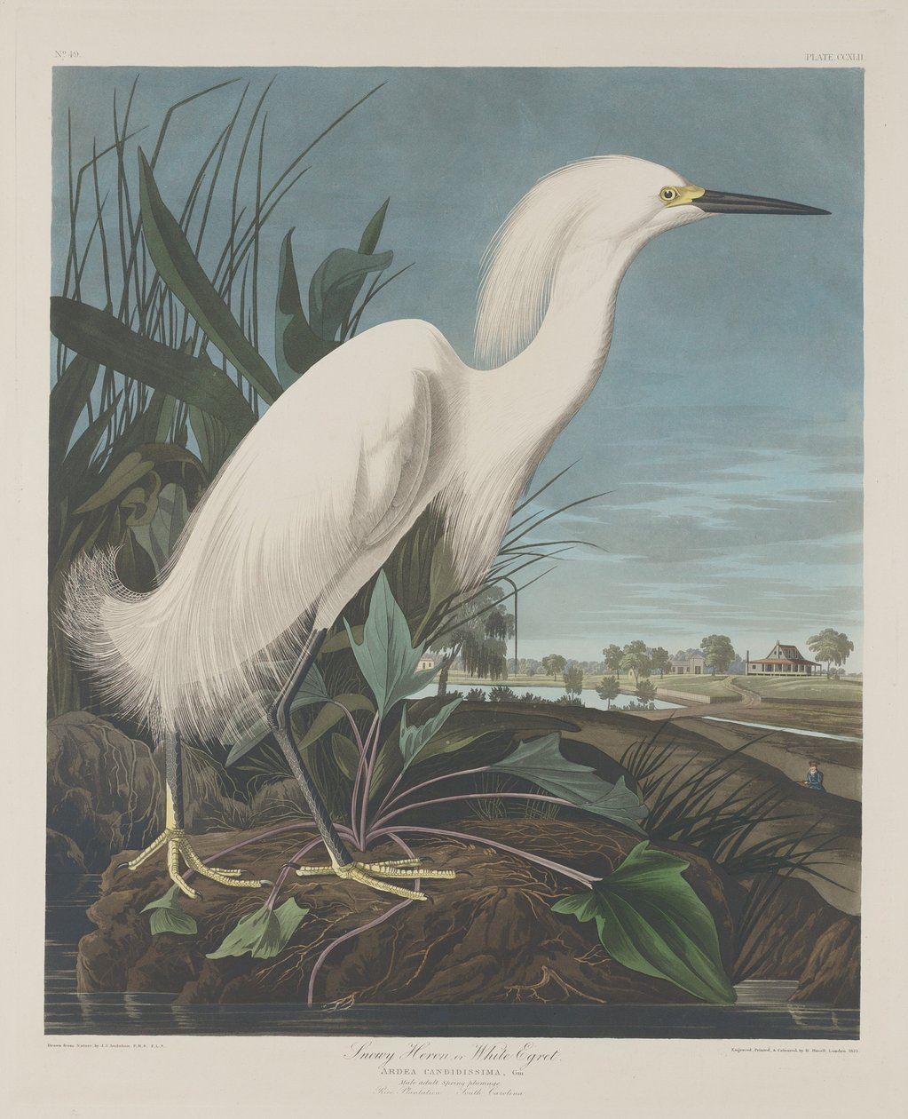 Schneereiher oder Weißer Reiher, 1835 von Robert Havell