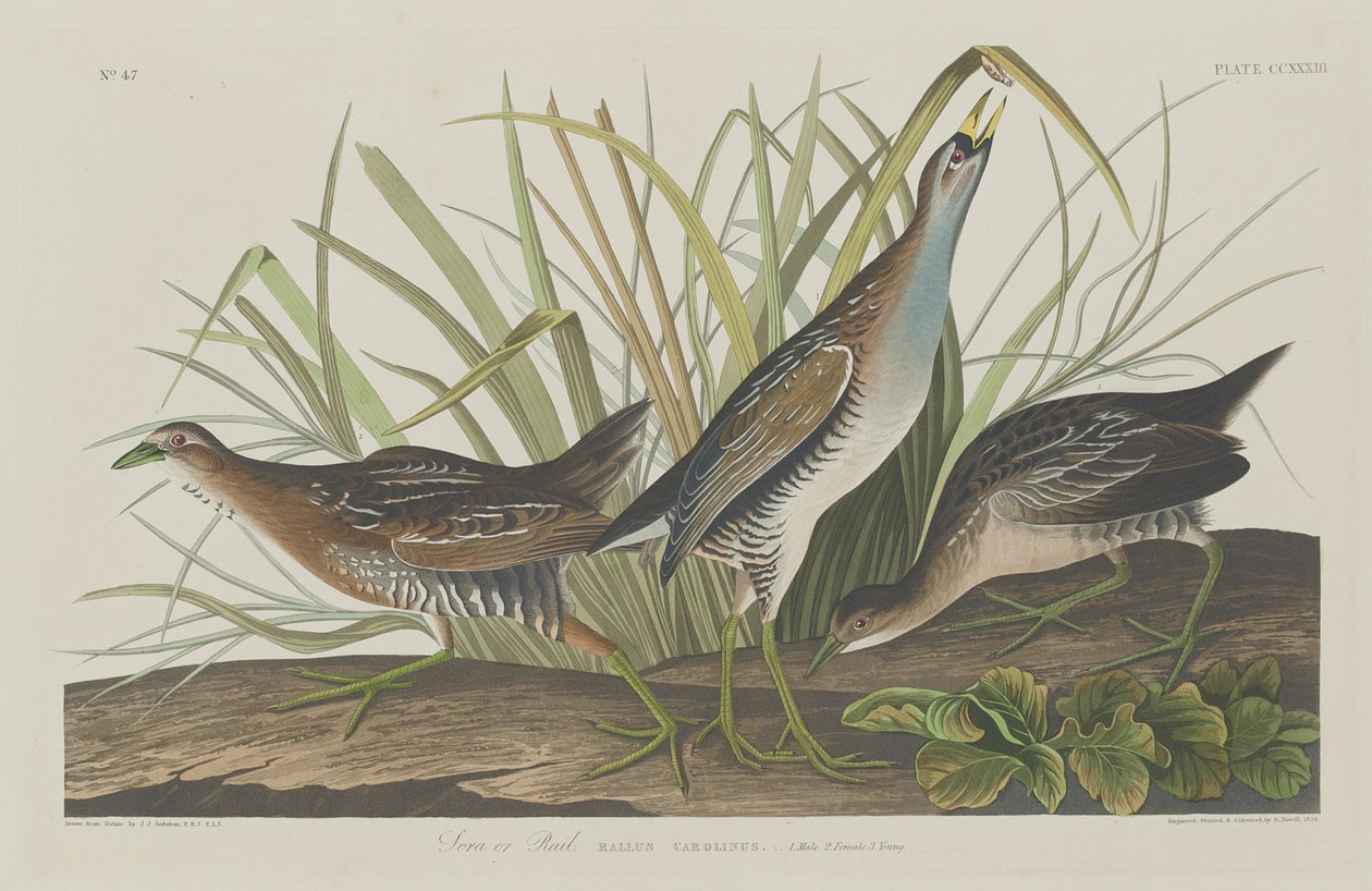 Sora oder Rail von Robert Havell