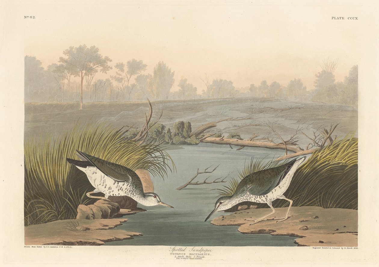 Gefleckter Strandläufer, 1836 von Robert Havell