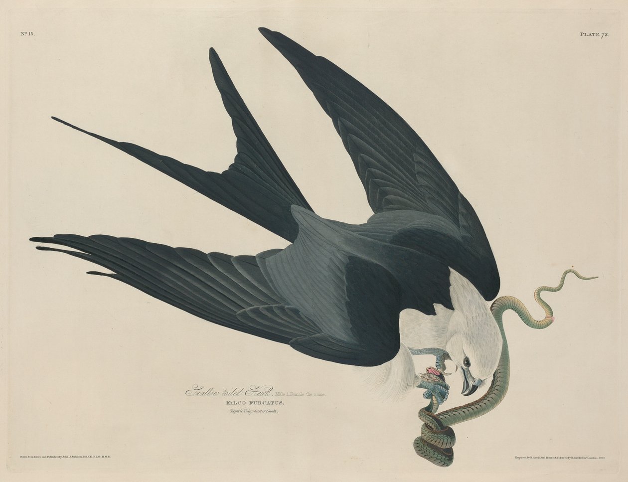 Schwalbenschwanzweih, 1829 von Robert Havell