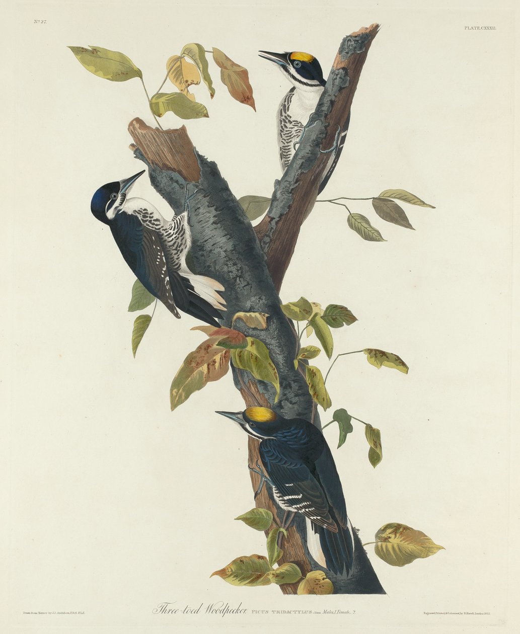 Dreizehenspecht, 1832 von Robert Havell