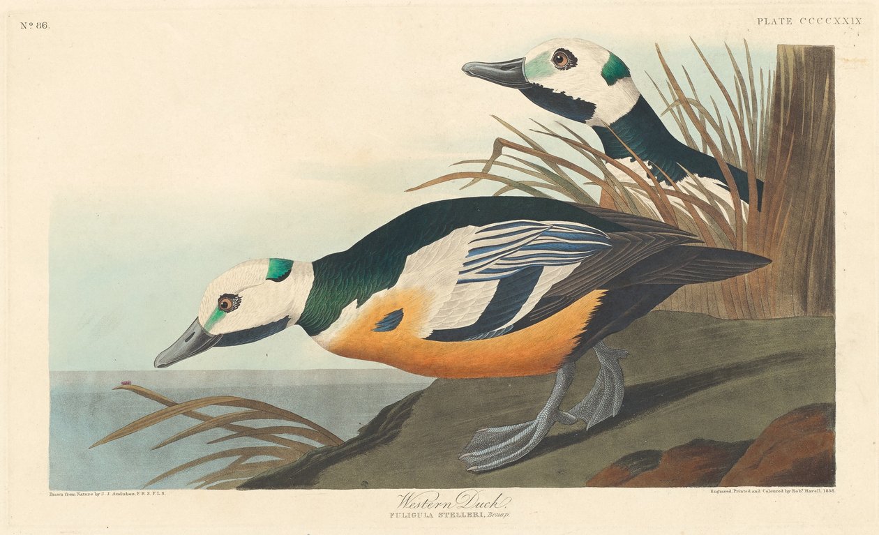 Westliche Ente, 1838 von Robert Havell