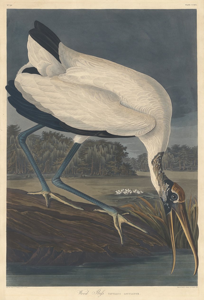 Waldstorch, 1834 von Robert Havell