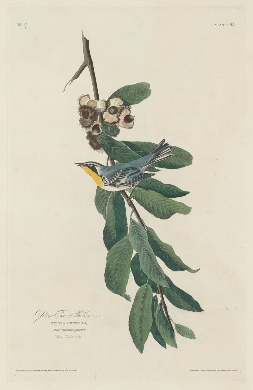 Gelbkehl-Waldsänger, 1830 von Robert Havell