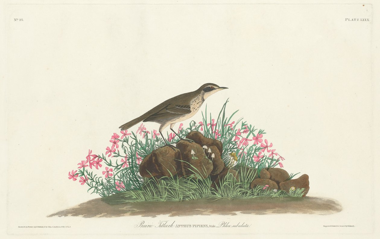 Prärie-Titlark von Robert Havell, Jr. after John James Audubon