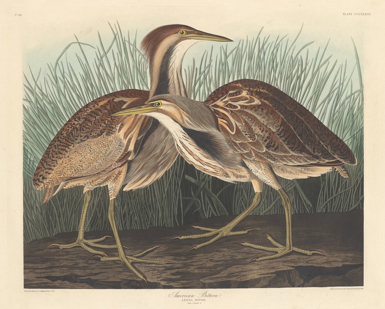 Amerikanischer Rohrdommel von Robert Havell after John James Audubon