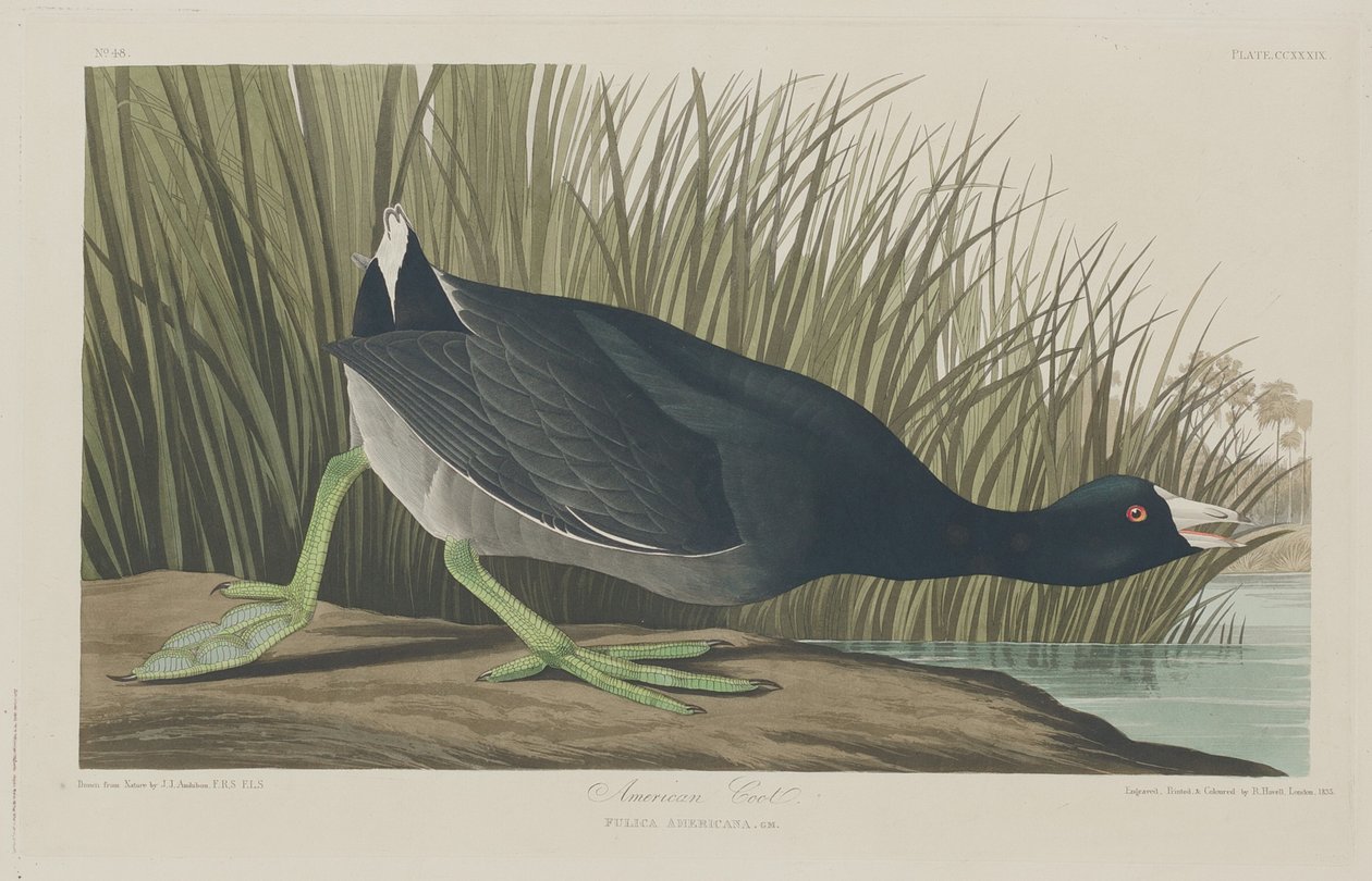 Amerikanisches Blässhuhn von Robert Havell after John James Audubon