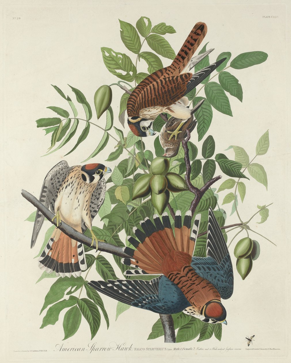 Amerikanischer Sperber von Robert Havell after John James Audubon