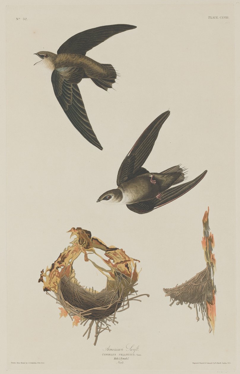 Amerikanischer Segler von Robert Havell after John James Audubon