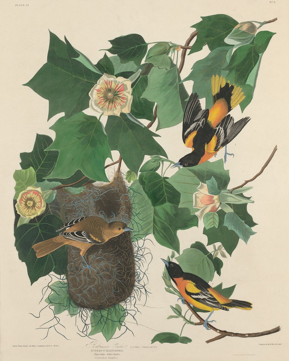 Baltimoretrupial von Robert Havell after John James Audubon