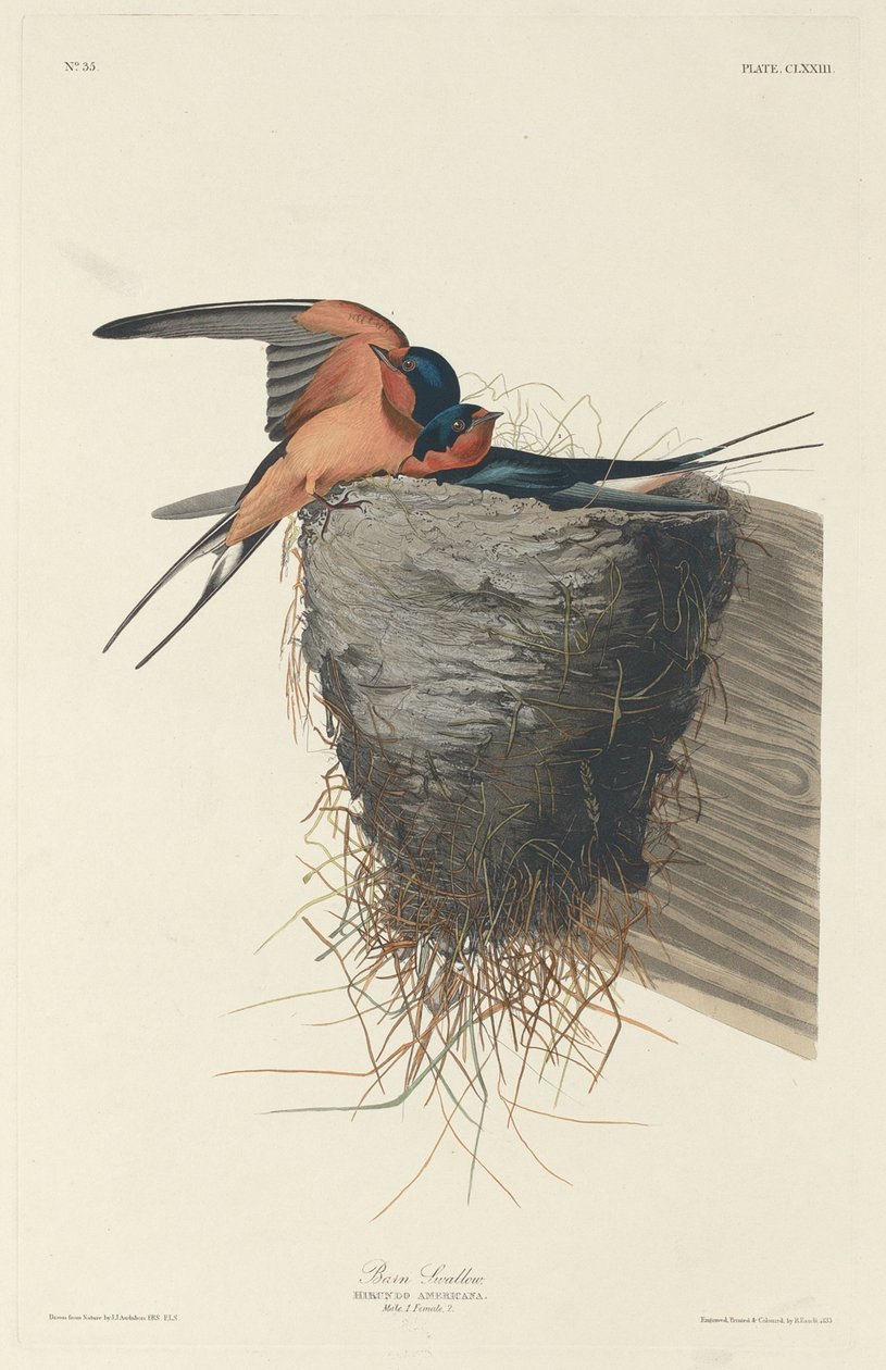 Rauchschwalbe von Robert Havell after John James Audubon