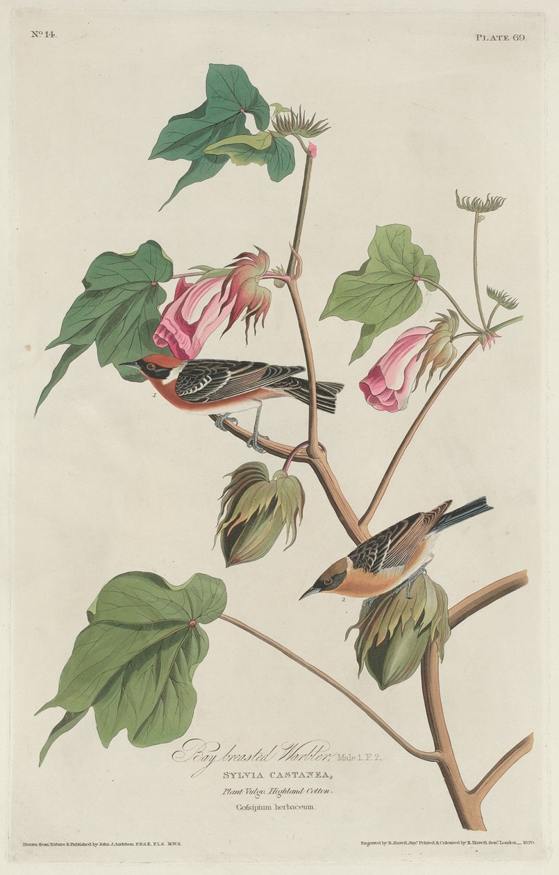 Bay-breasted Warbler von Robert Havell after John James Audubon