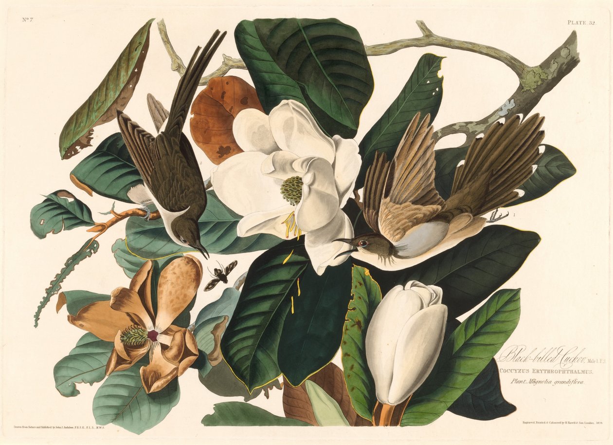 Schwarzschnabelkuckuck von Robert Havell after John James Audubon