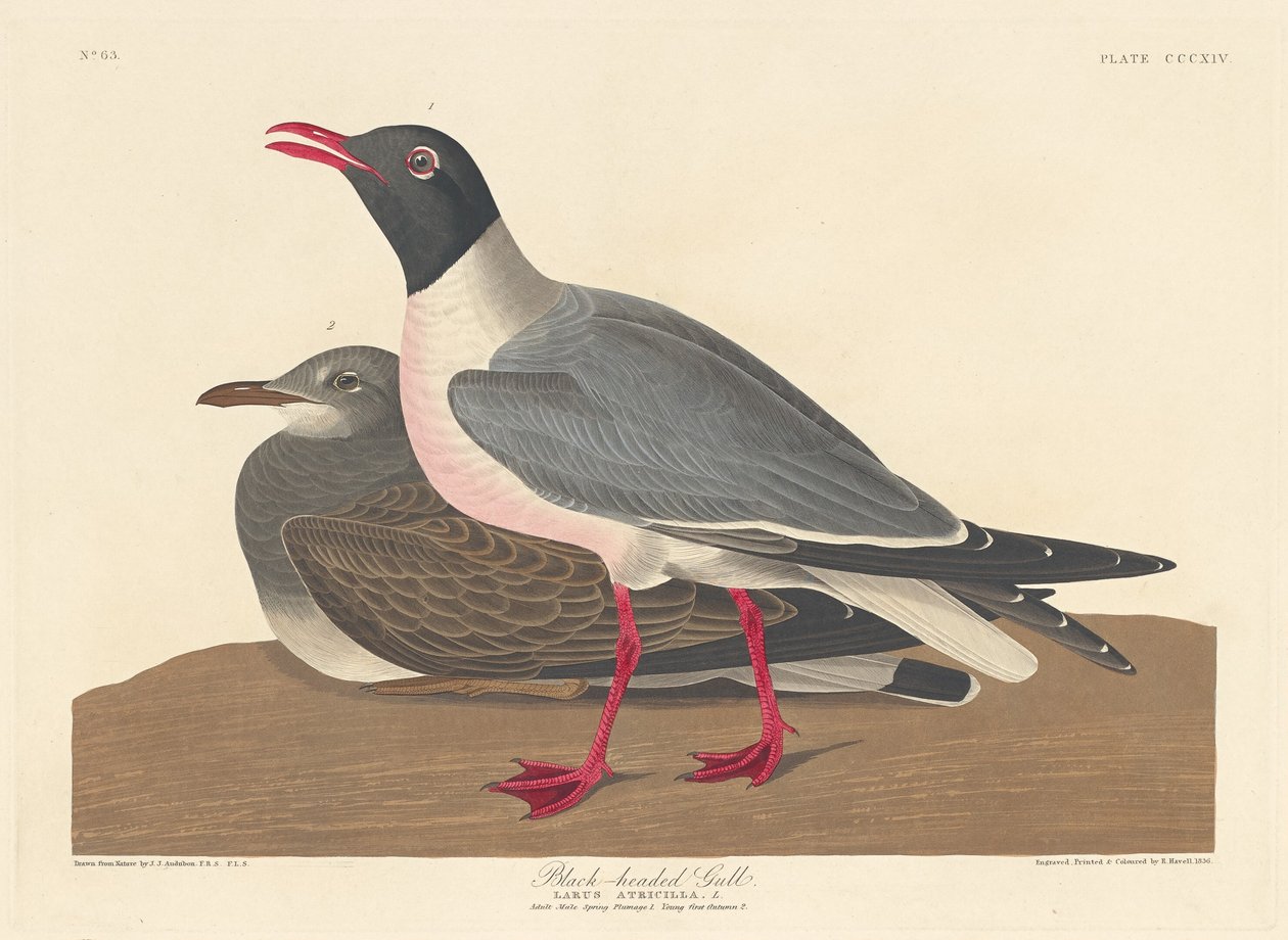Lachmöwe von Robert Havell after John James Audubon