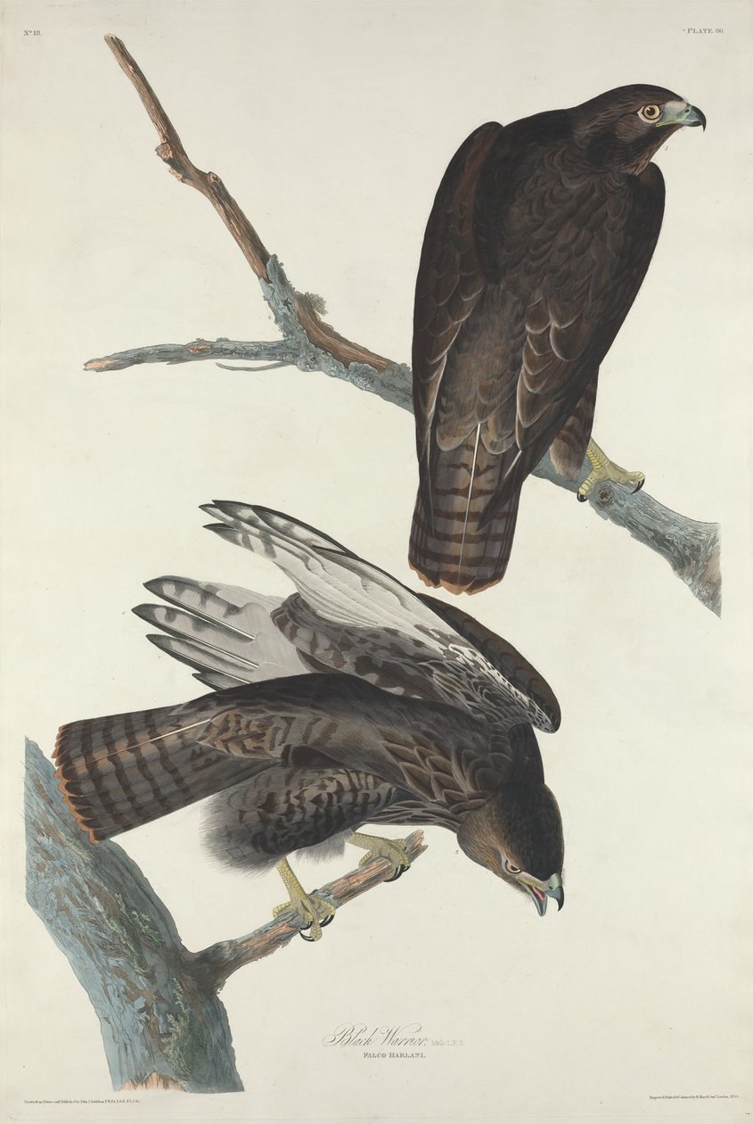 Schwarzer Krieger von Robert Havell after John James Audubon