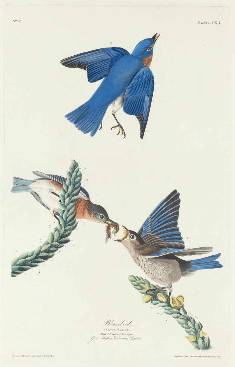 Blaues Vögelchen von Robert Havell after John James Audubon