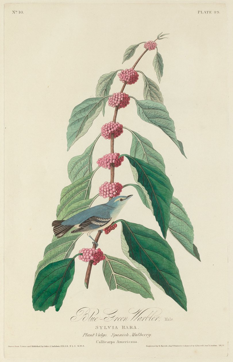 Blaugrüner Waldsänger von Robert Havell after John James Audubon