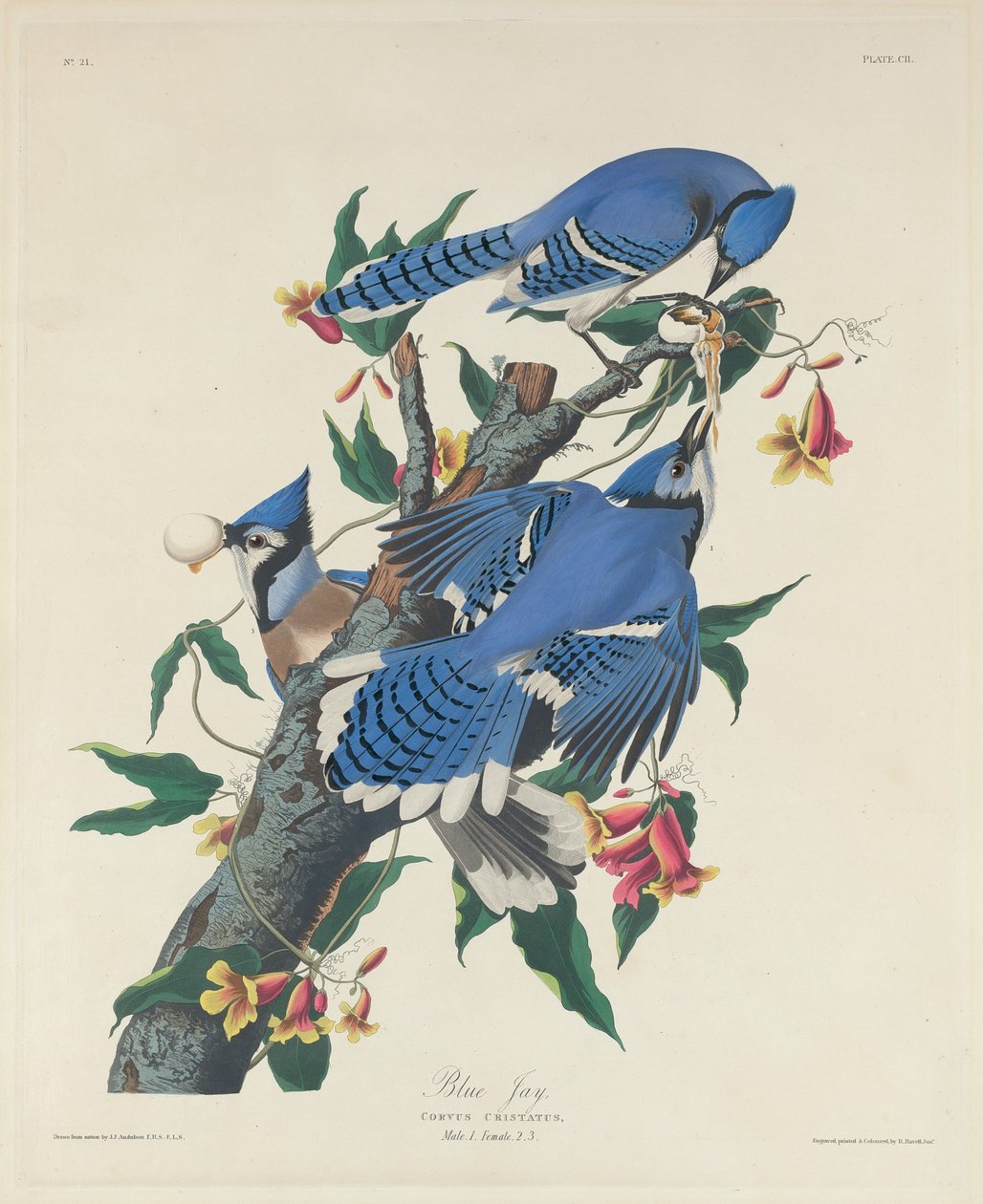 Blauhäher von Robert Havell after John James Audubon